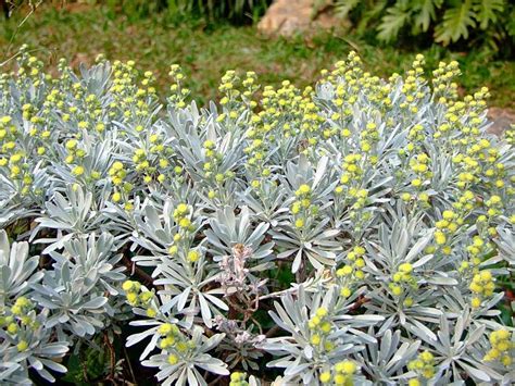 芙蓉菊|芙蓉菊(菊科芙蓉菊属植物)